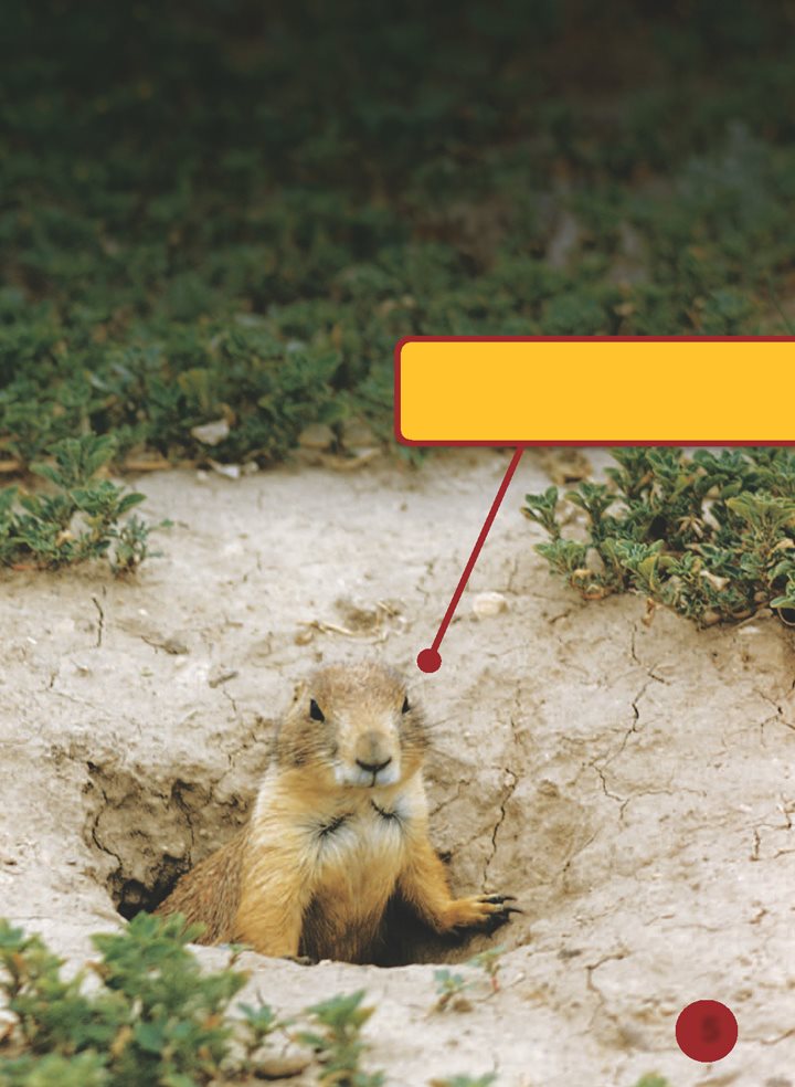 This animal is a prairie dog It is not really a dog It is more like a - photo 6