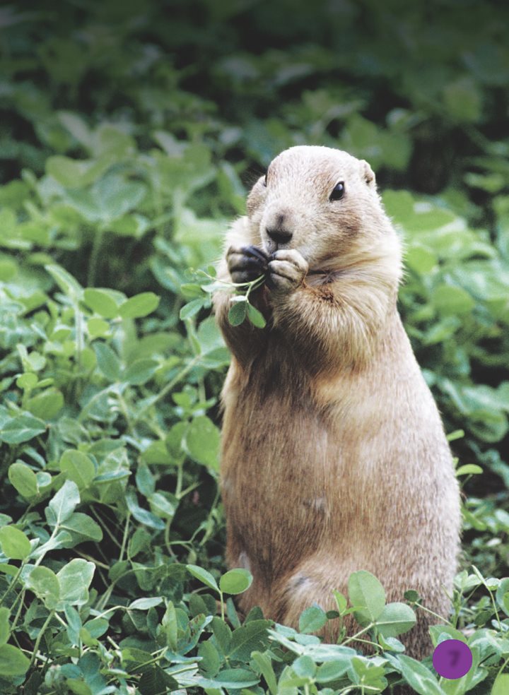 Prairie dogs eat grass and other plants They pick and eat the plants - photo 8