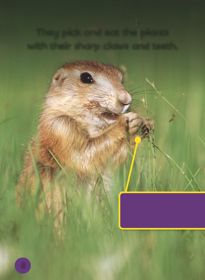 They pick and eat the plants with their sharp claws and teeth Prairie dogs - photo 9