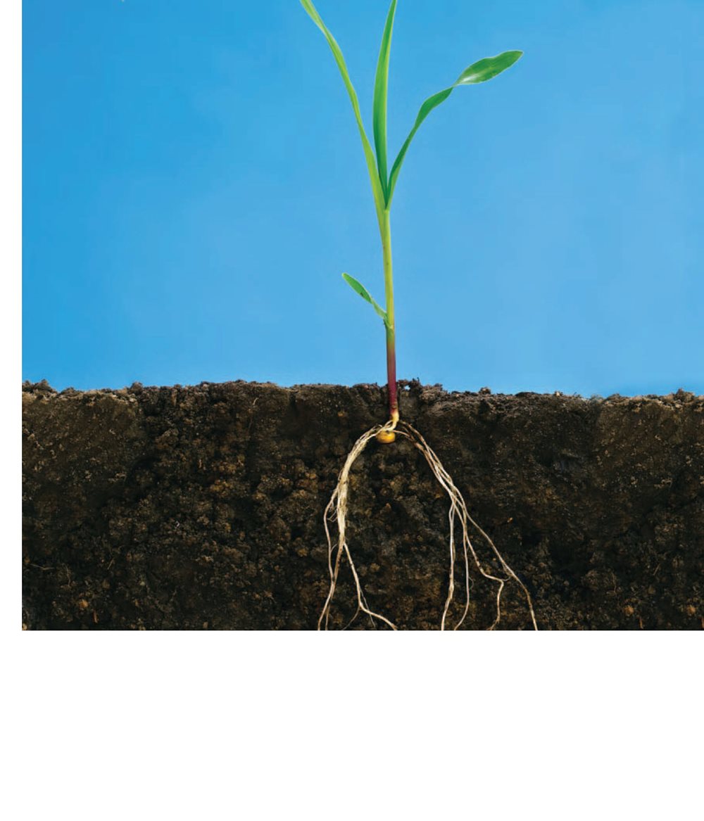 They connect to roots below the soil Stems act like straws They - photo 9