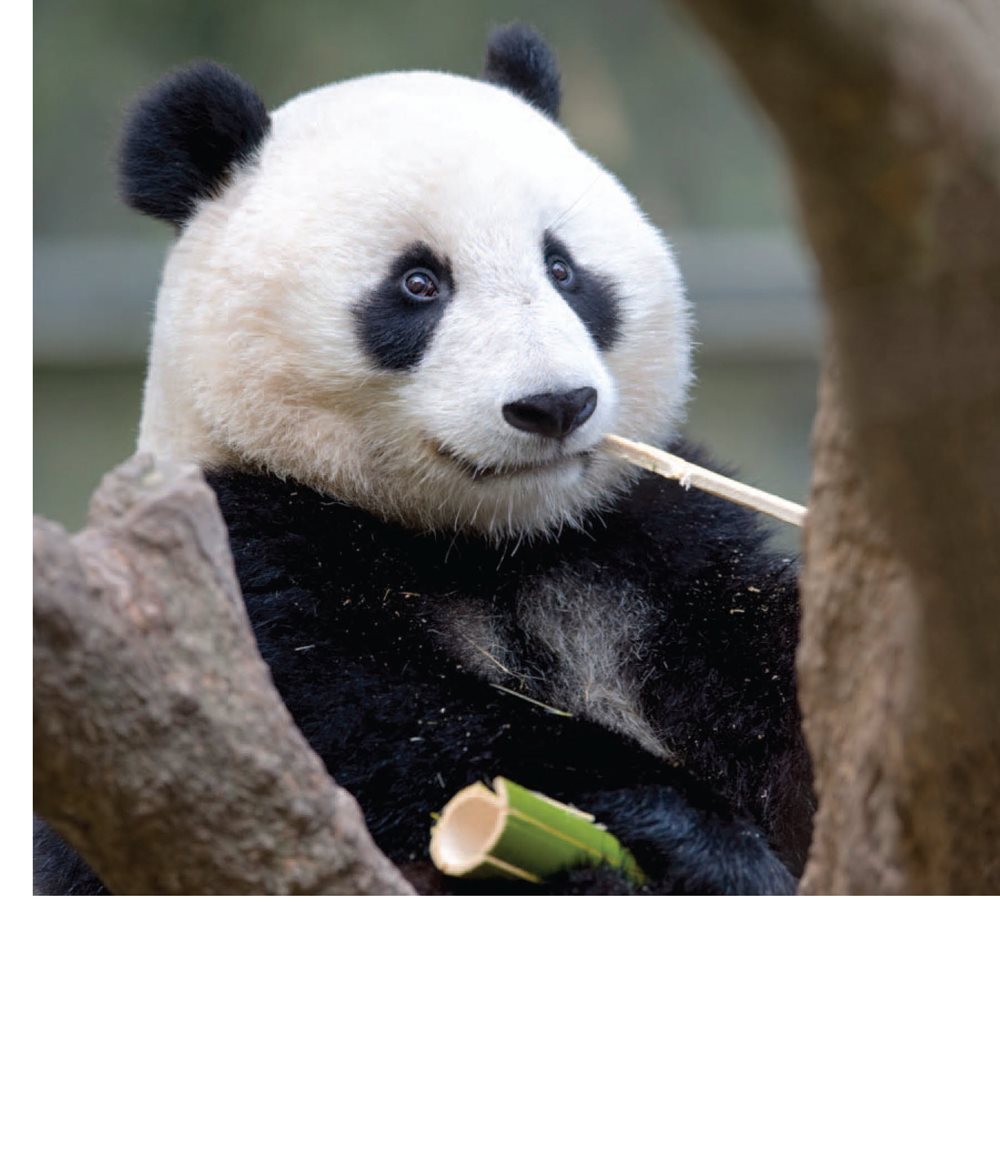 Panda bears eat the stems of bamboo grass Stems are on your plate in - photo 17