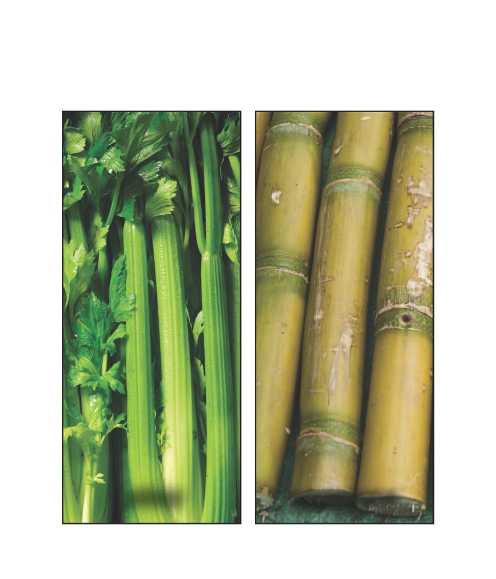 celery sugarcane Stem Facts People use stems for many reasons - photo 21