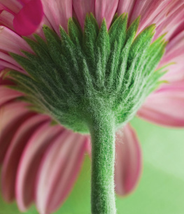 Kristin Sterling Exploring Stems: Lets Look at Plants