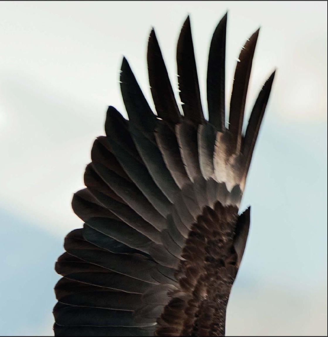 My body is covered with brown and white feathers - photo 9