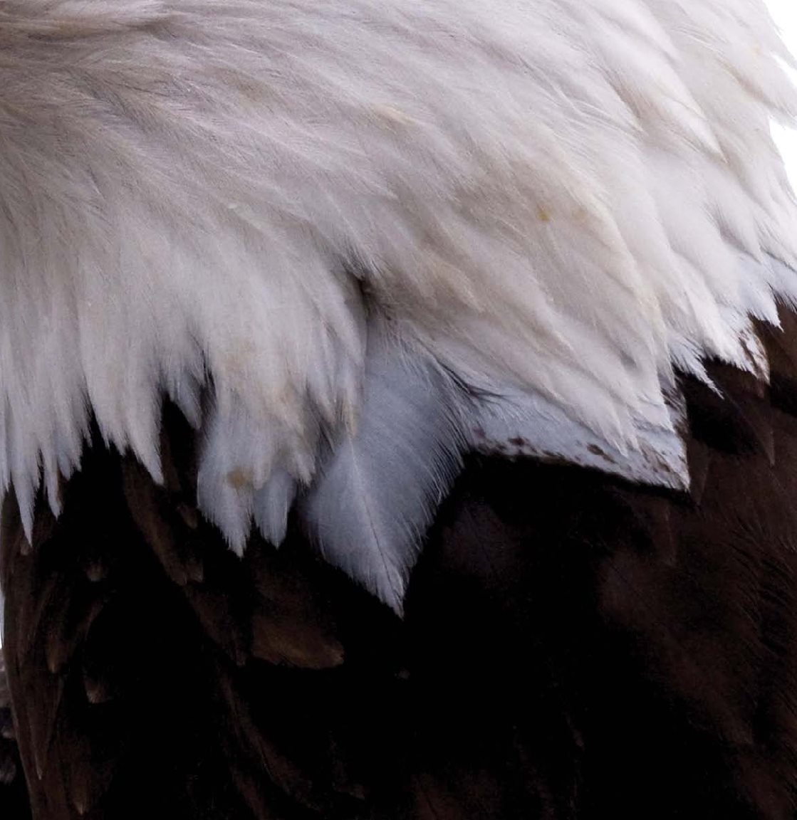 My body is covered with brown and white feathers I have long - photo 10