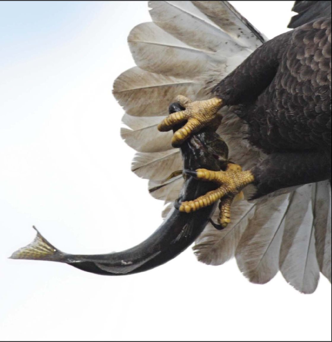 My sharp beak helps me rip up my food - photo 15