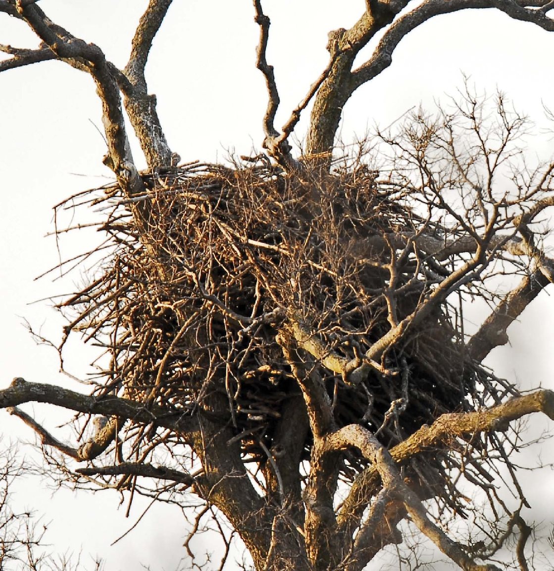 I live in a really large nest I was fuzzy when I was a chick - photo 18