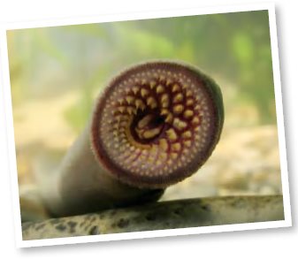 Lampreys are jaw-less fish Their mouths are designed to suck instead of chew - photo 16