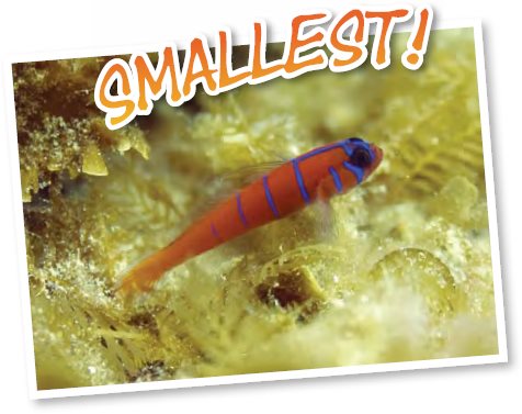 The tiny dwarf goby fish is smaller than the end of a persons pinky finger - photo 17