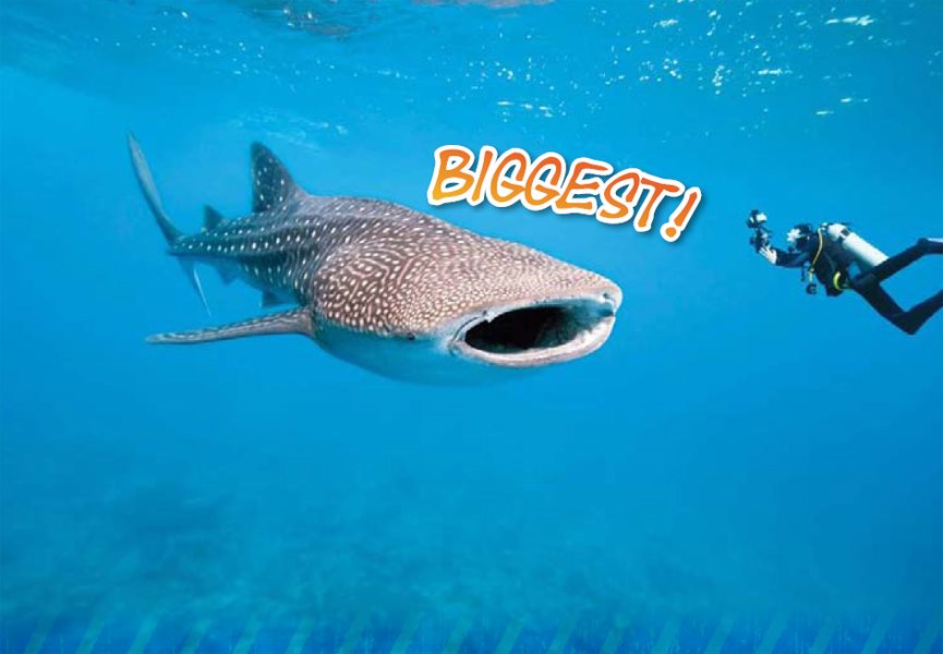 The worlds largest fish is the Whale Shark It can grow to be nearly 60 feet - photo 18