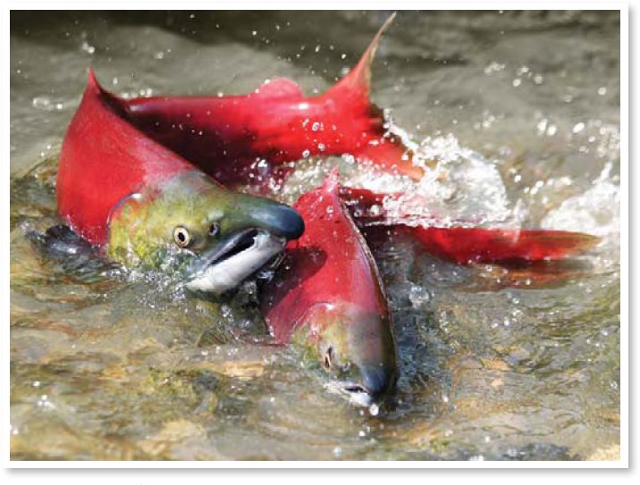 Salmon live in the ocean but swim into riverbeds to lay their eggs They are - photo 12