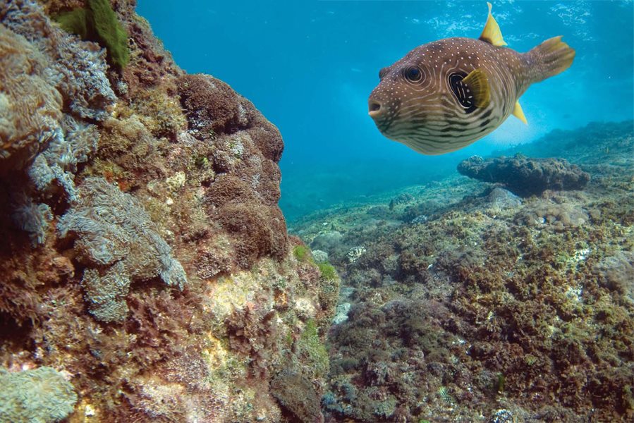 Salmon live in the ocean but swim into riverbeds to lay their eggs They are - photo 11