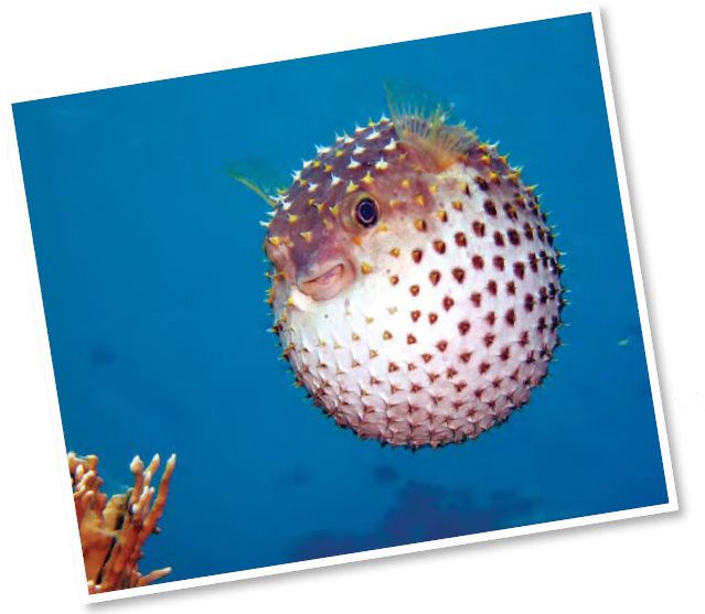 Puffer Fish are also known as Blowfish FREAKY FISH FACT Puffer Fish have a - photo 13