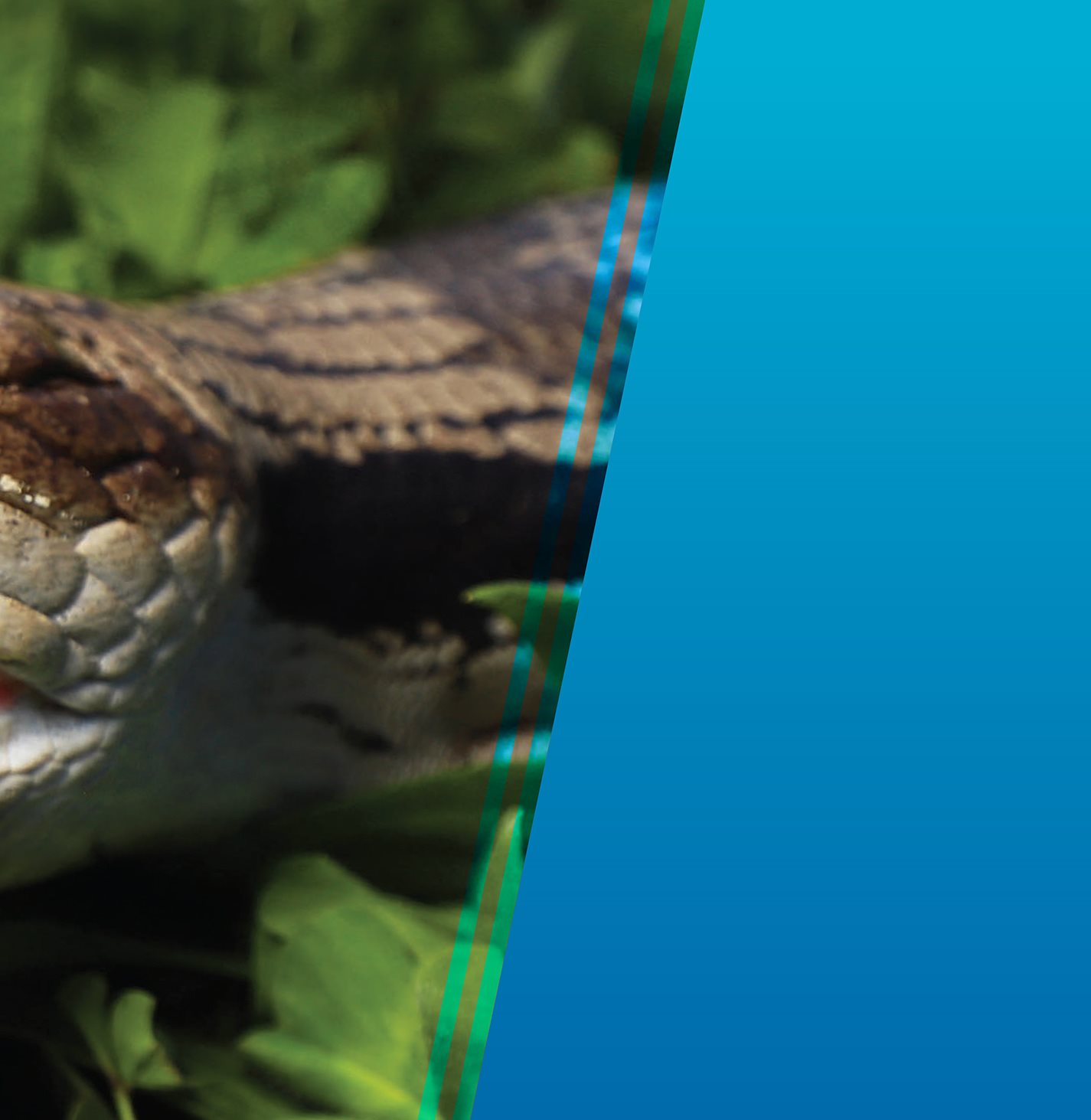 A BLUE-TONGUED SKINK shows its brightly colored tongue puffs up its body and - photo 8