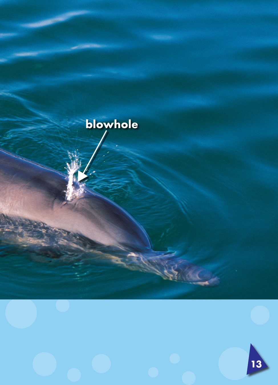 Dolphins breathe air through a blowhole a breathing hole at the top of an - photo 17