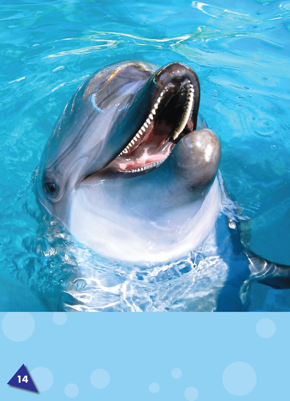 Dolphins have more than sharp teeth They use their teeth to catch - photo 19