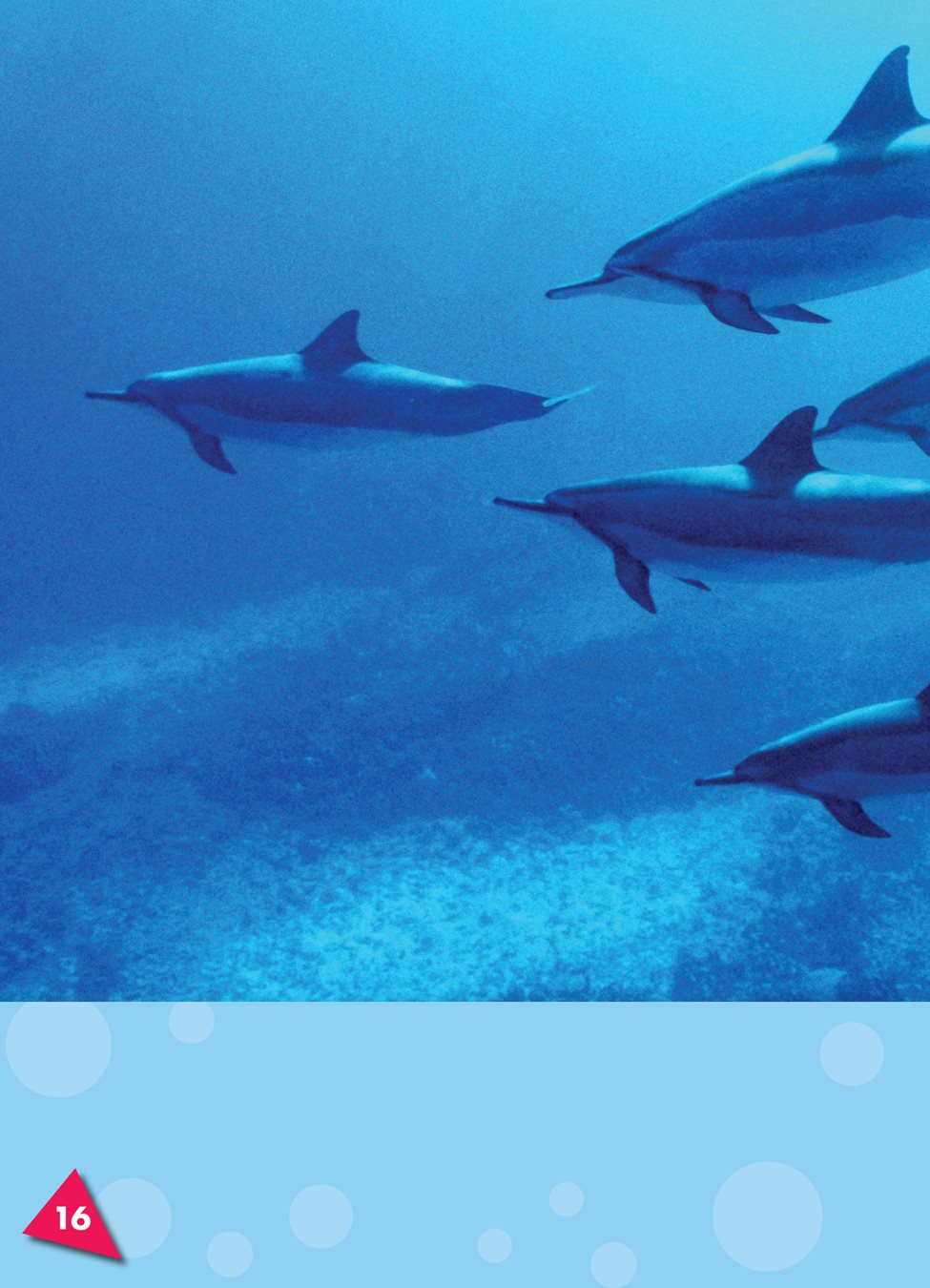 Dolphins hunt for food in groups called pod a group of ocean mammals - photo 21