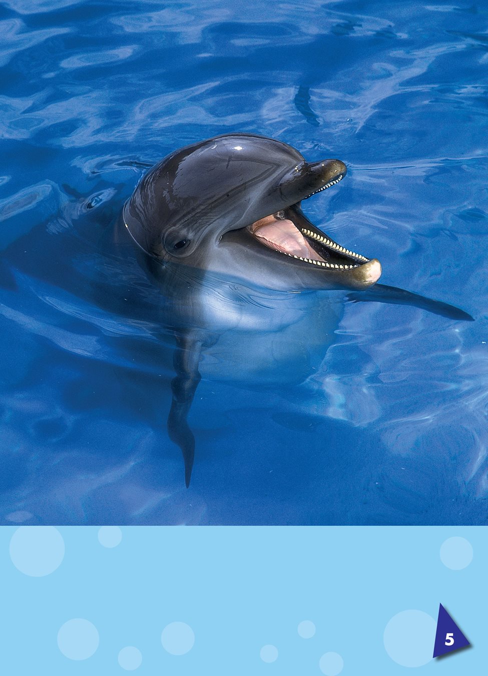 Dolphins are Mammals an animal with a backbone that is warm-blooded and has - photo 4