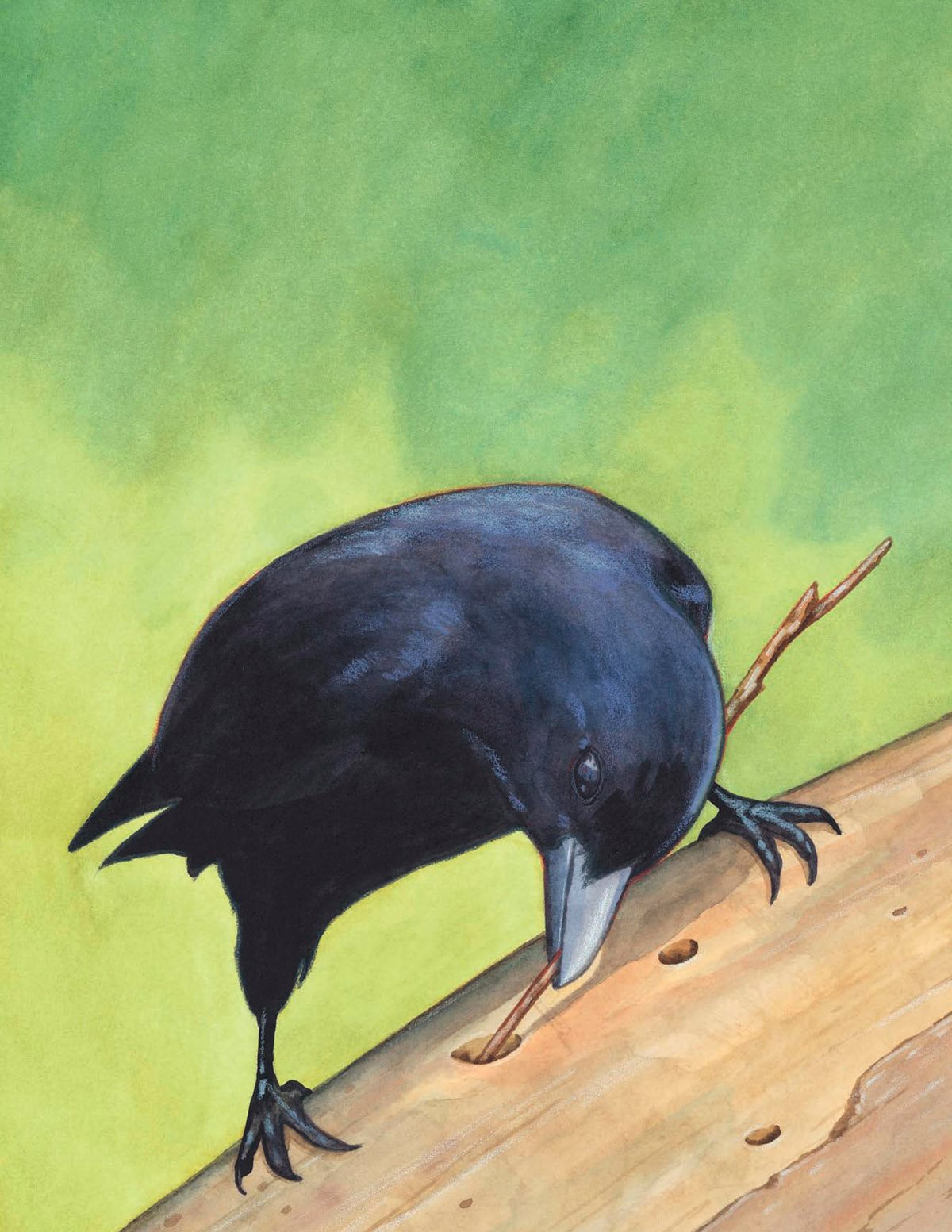 Wild New Caledonian crows also make hooks out of forked twigs which they - photo 14