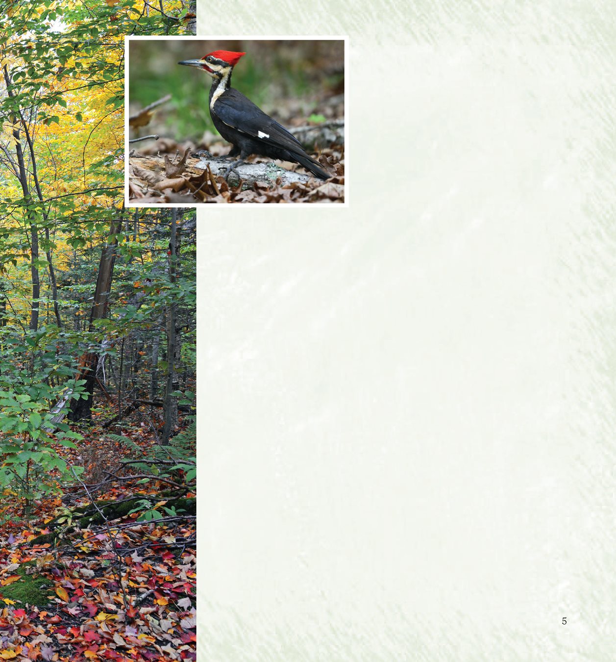 Colorful leaves dancing in the breeze A pileated woodpecker hops across the - photo 7