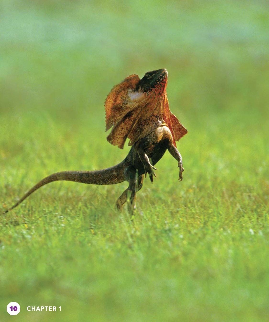 What if the frill doesnt scare the predator Frilled lizards are good - photo 10