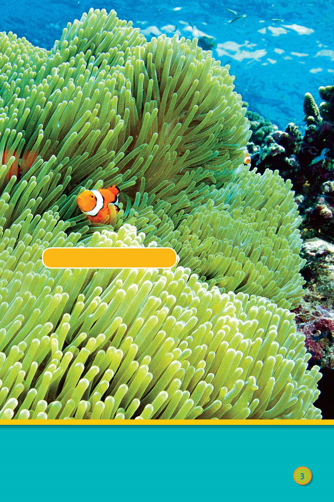 clownfish Follow the fish to a coral reef The water here is warm - photo 5