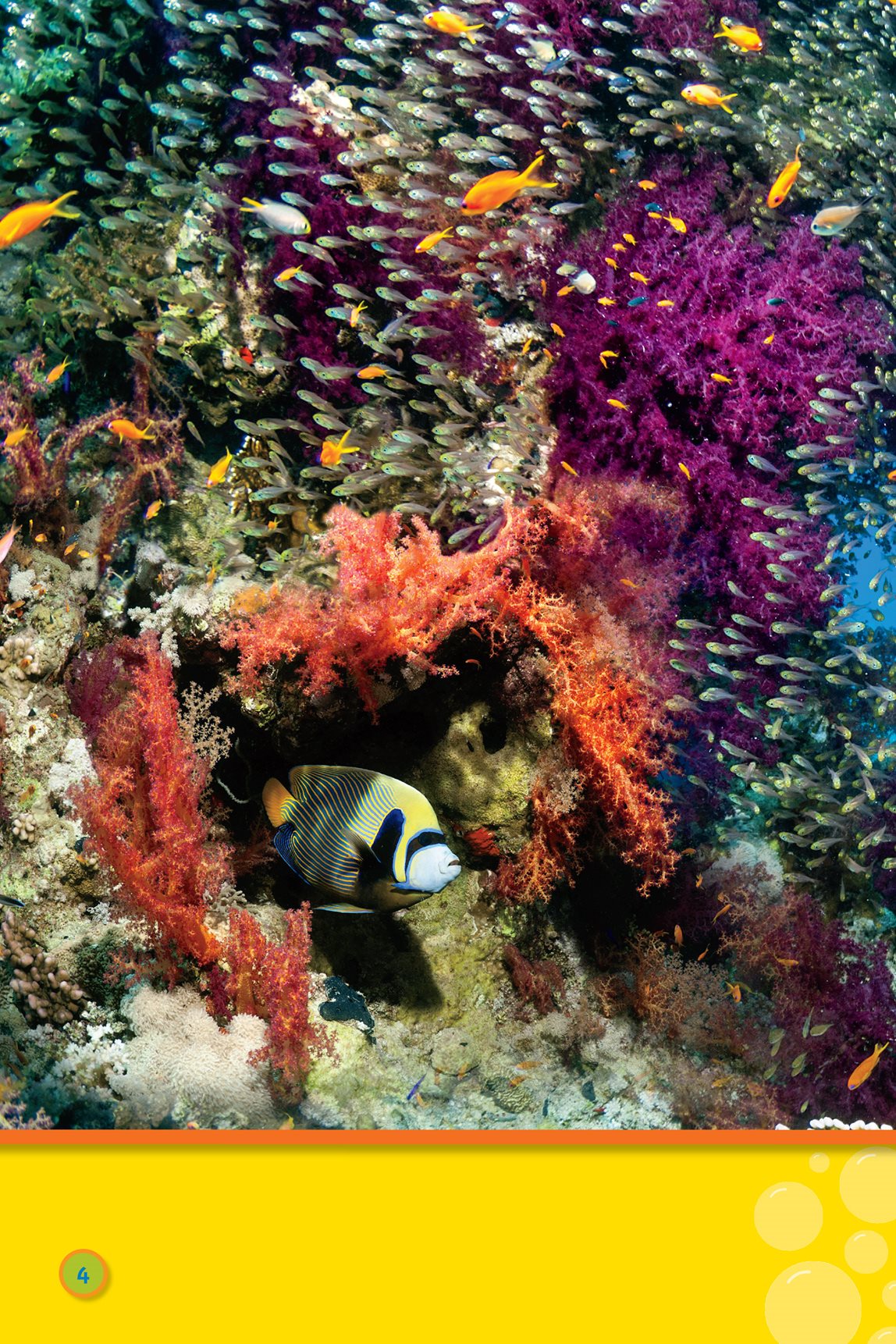 The water here is warm Corals grow They make big reefs - photo 6