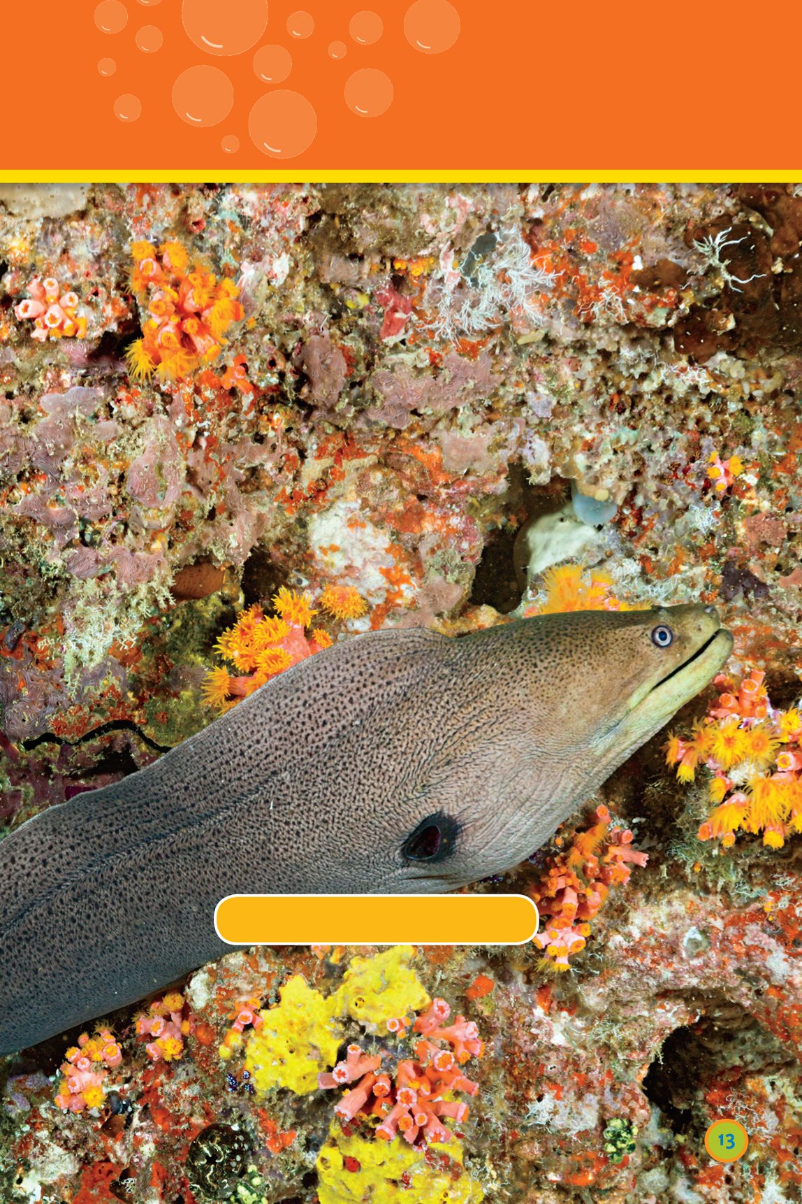 giant moray eel whale shark Nearby whale sharks eat - photo 15