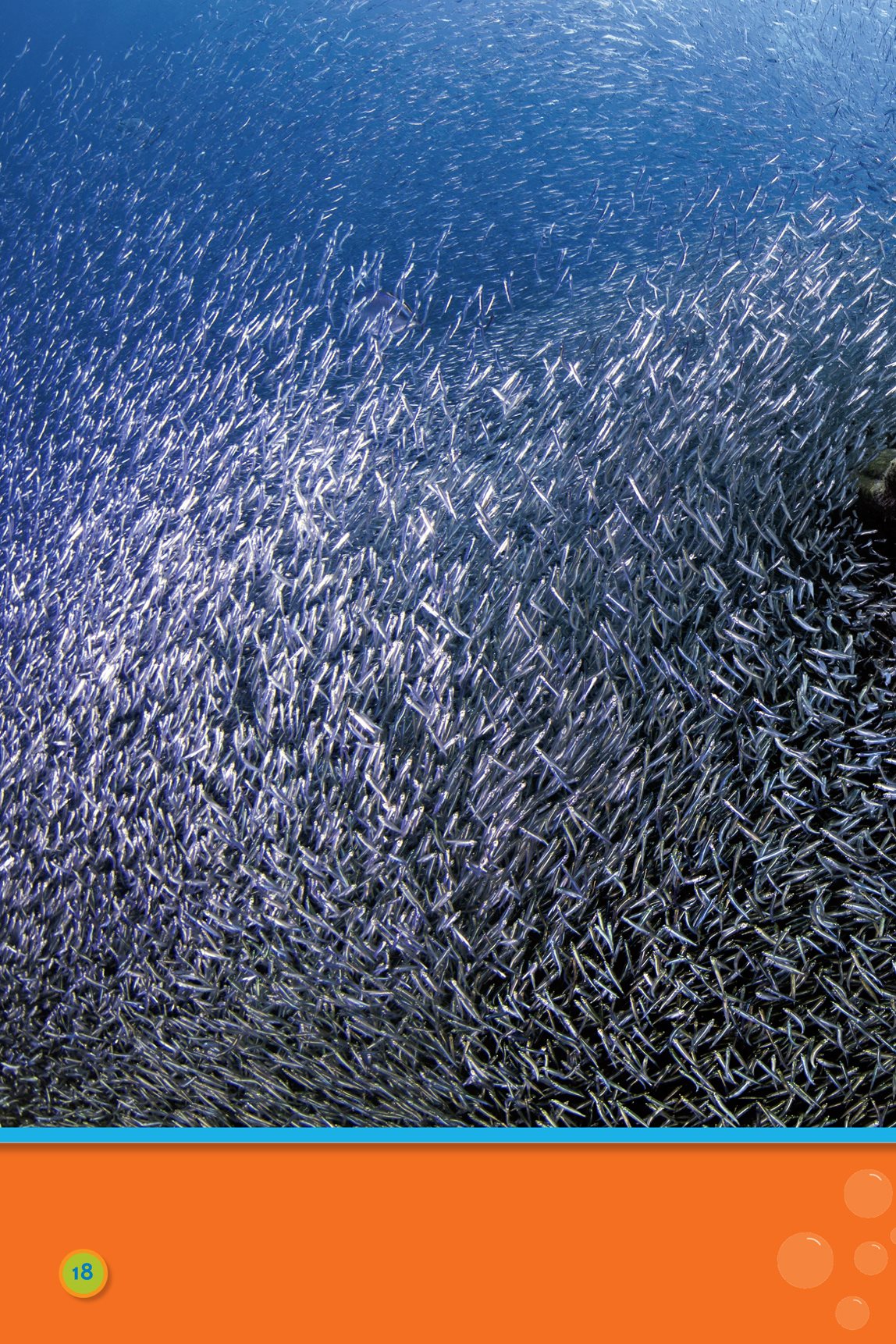 Some swim very very fast school of minnows Swim fish - photo 20