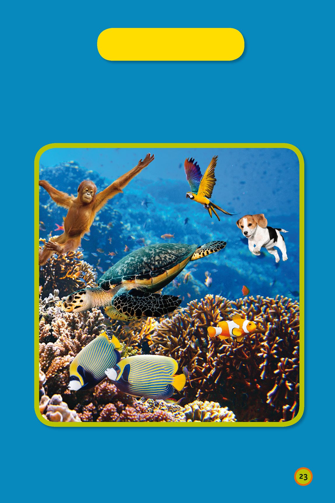 YOUR TURN Which animals live in a coral reef The answer is on the next - photo 25