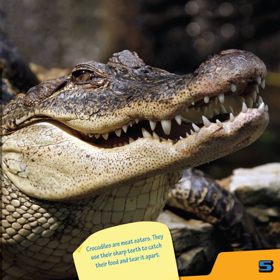 Crocodiles are meat eaters They use their sharp teeth to catch their food and - photo 7