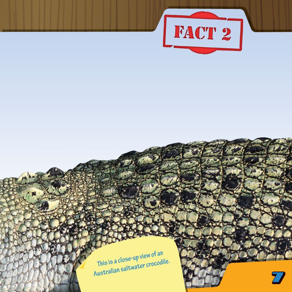 FACT Crocodiles have a built-in suit of armor Croc scales or scutes - photo 9