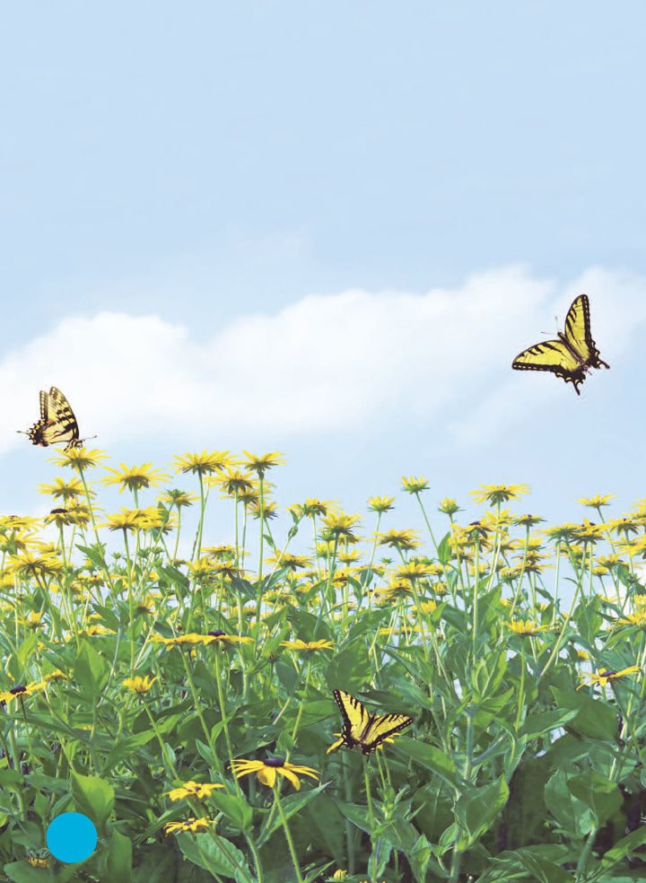 Birds fly using air currents Butterflies coast gently in the wind - photo 15