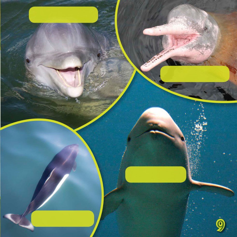 BOTTLENOSE DOLPHIN AMAZON RIVER DOLPHIN DALLS PORPOISE FINLESS PORPOISE - photo 11