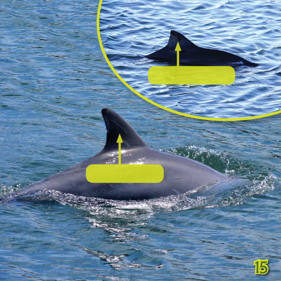 PORPOISE DOrsal Fin Dolphin DOrsal Fin Chatterboxes Dolphins - photo 17