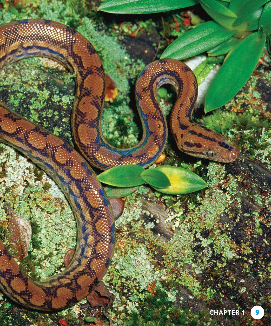 CHAPTER COLOR CHANGERS Rainbow boas are reddish brown They have black - photo 9