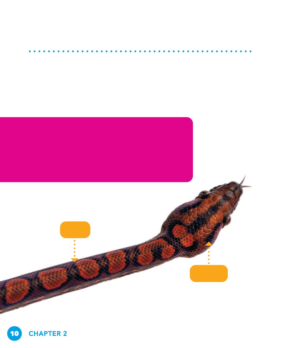 CHAPTER COLOR CHANGERS Rainbow boas are reddish brown They have black - photo 10