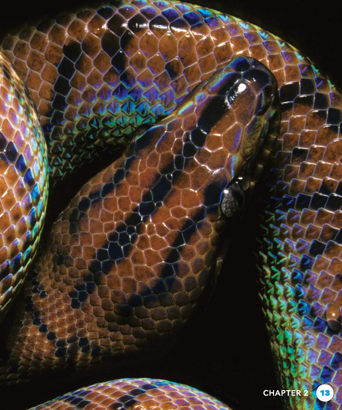 A rainbow boa has two layers of skin The top layer is the epidermis It has - photo 13