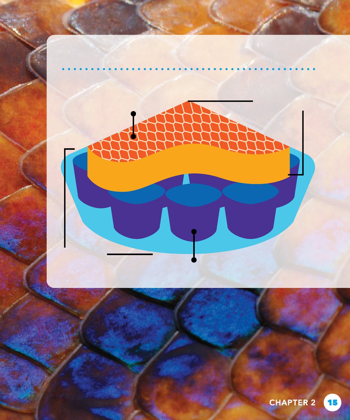 TAKE A LOOK A rainbow boas skin has two layers Take a look SCALE - photo 15