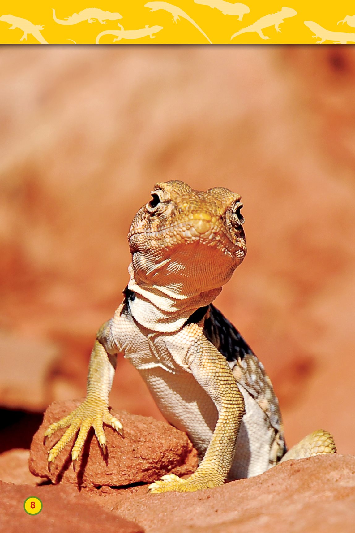 A reptile doesnt make its own body heat To warm up it lies in the sun To - photo 10