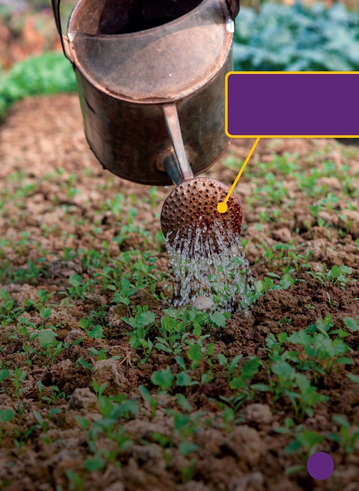 Gardeners help seedlings grow by watering them Your tomato plants change - photo 5