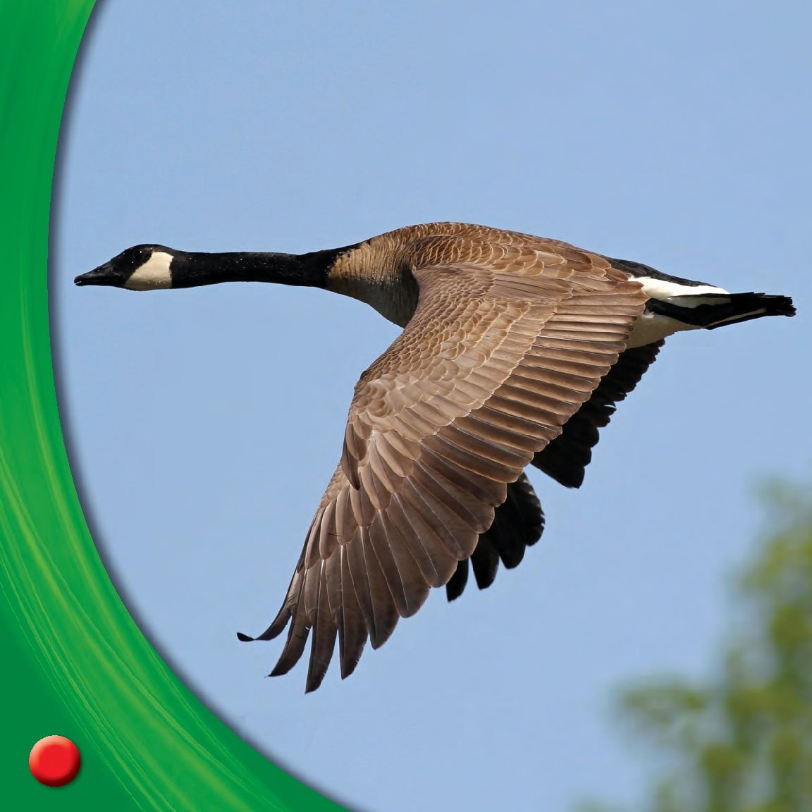 Canada geese migrate north They make nests Soon they will lay eggs - photo 12