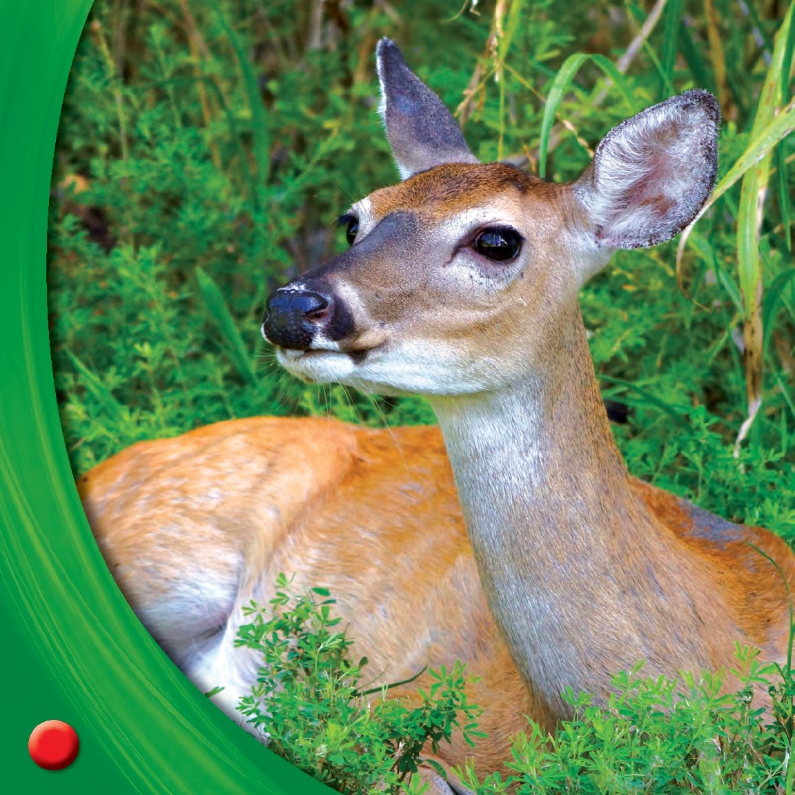 A doe finds a safe spot She will give birth to a fawn What Do You See - photo 14