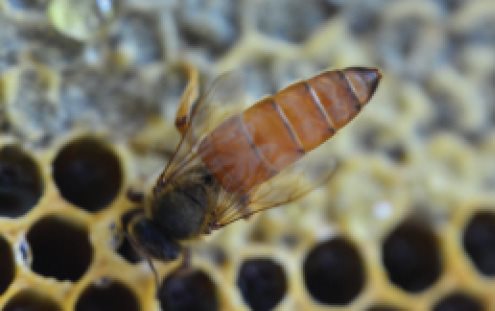 Queen The queen is larger than the other bees in the hive and has a slim - photo 2