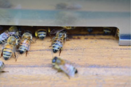 Workers carrying pollen into the hive The Worker Bee Lifecycle Guard - photo 5