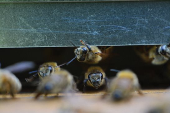 Guard Bees Worker bees are sexually underdeveloped females There can be as - photo 7