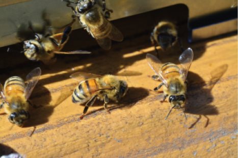 Worker Workers carrying pollen into the hive The Worker Bee Lifecycle - photo 4