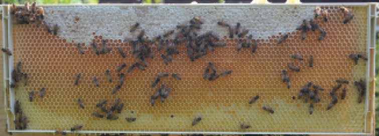 Honey being stored in the comb Why do bees make honey Honeybees make honey as - photo 9