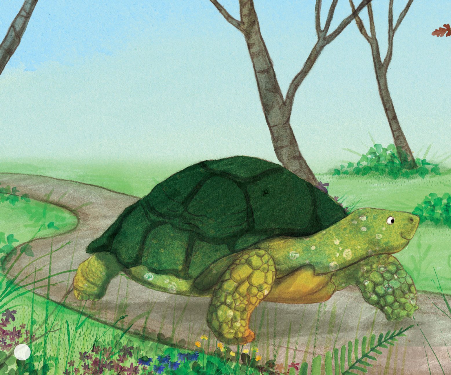 Tortoise knew her grandpa had raced a and won and she thought a reptile race - photo 8