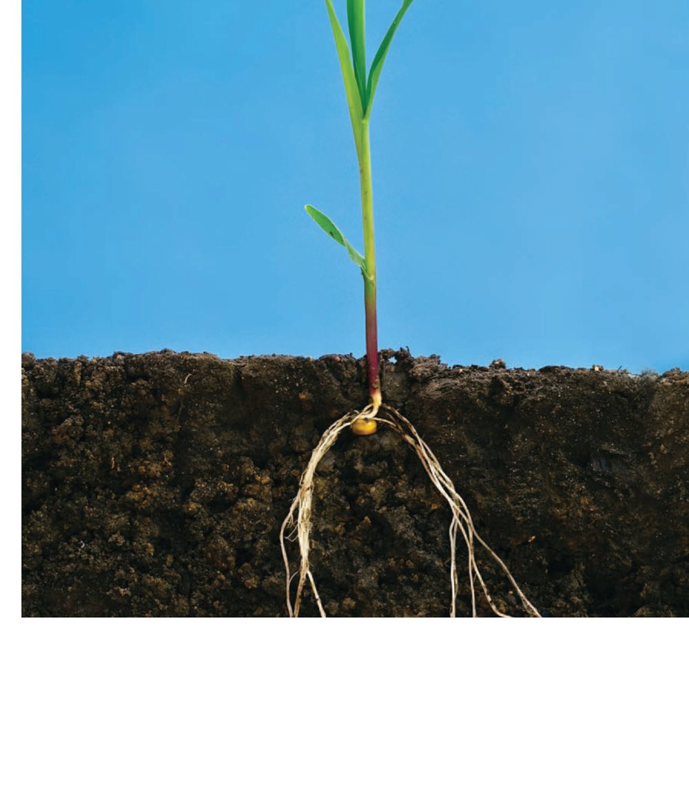 Plants need roots to grow Roots grow down from a seed Roots keep - photo 7